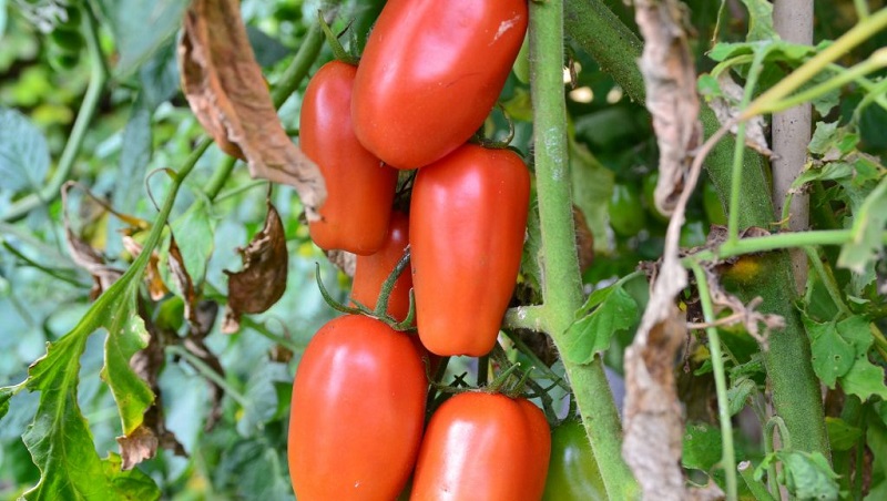 Why gardeners like tomato Delicacy so much and how to grow it on their site, having received a bountiful harvest