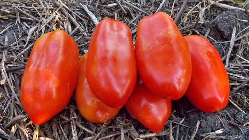 Why gardeners like tomato Delicacy so much and how to grow it on their site, having received a bountiful harvest