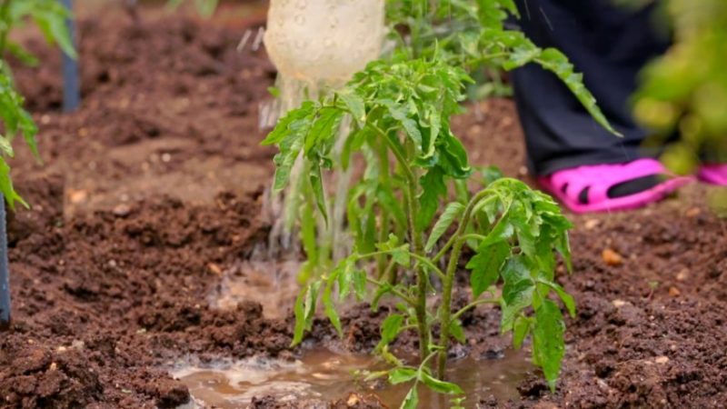 Simple rules for a record tomato yield - feeding tomatoes with urea: why is it needed and how to do it