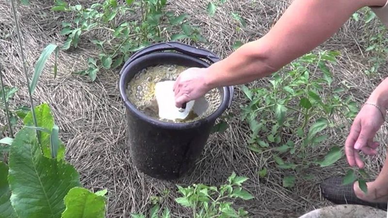 Simple rules for a record tomato yield - feeding tomatoes with urea: why is it needed and how to do it
