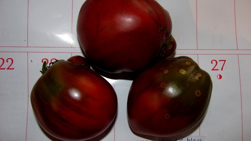 A complete review of the tomato Black Heart Breda: characteristics and description of the variety, its advantages and disadvantages