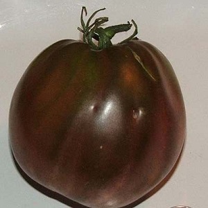 A complete review of the tomato Black Heart Breda: characteristics and description of the variety, its advantages and disadvantages