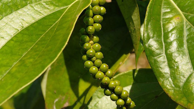 The benefits and harms of black pepper, as well as ways to use it in cooking, cosmetology and traditional medicine
