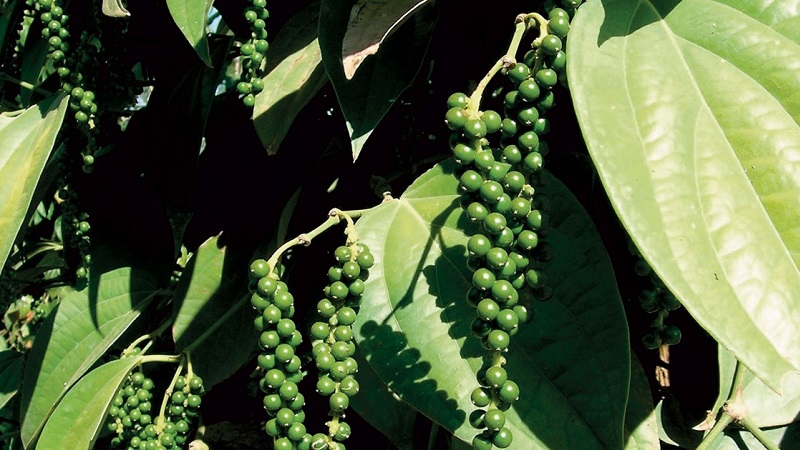 The benefits and harms of black pepper, as well as ways to use it in cooking, cosmetology and traditional medicine