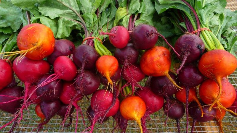 The benefits and harms of beets for the human body: how, how much and in what form it is better to eat a vegetable