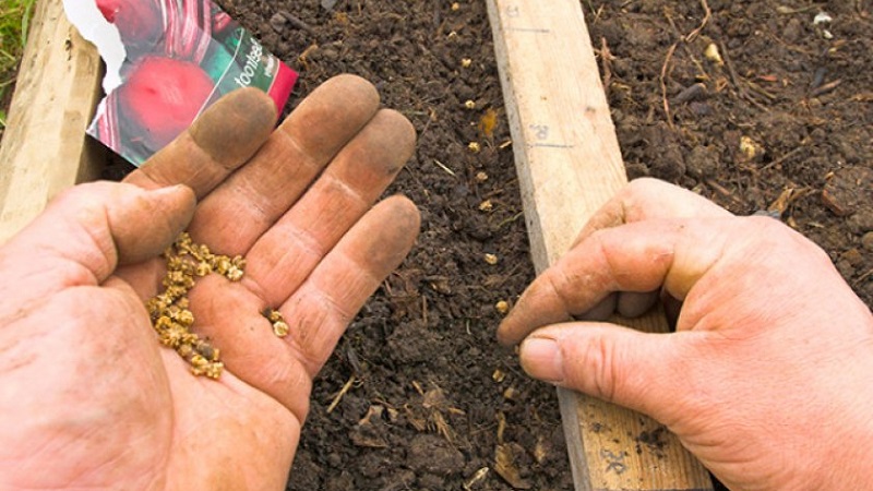 Step-by-step instructions for planting beets in spring in open ground and further caring for them