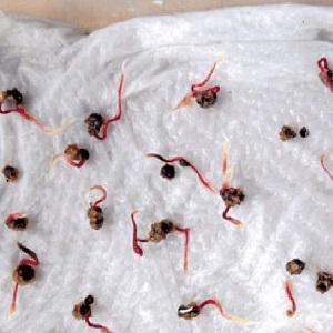 Step-by-step instructions for planting beets in spring in open ground and further caring for them