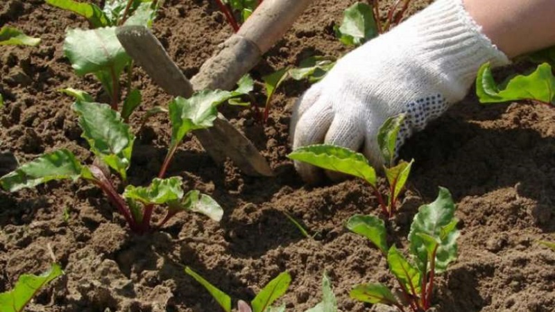 Step-by-step instructions for planting beets in spring in open ground and further caring for them
