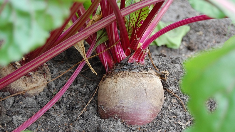 Step-by-step instructions for planting beets in spring in open ground and further caring for them