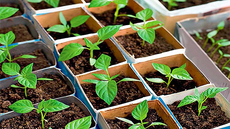 Step-by-step instructions for growing pepper seedlings at home for novice vegetable growers