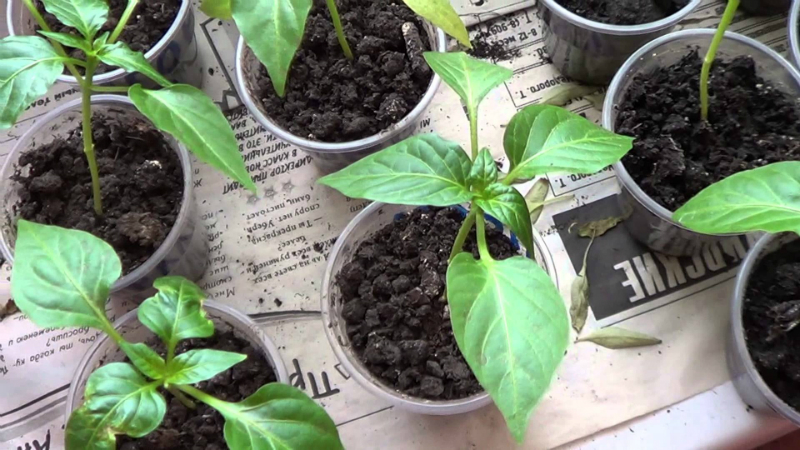 Step-by-step instructions for growing pepper seedlings at home for novice vegetable growers