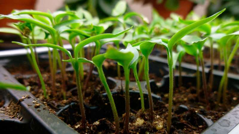 Step-by-step instructions for growing pepper seedlings at home for novice vegetable growers
