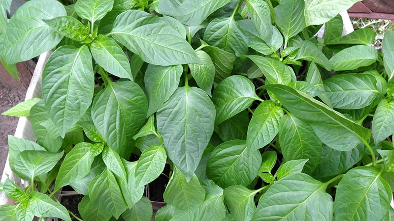 Step-by-step instructions for growing pepper seedlings at home for novice vegetable growers