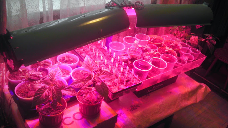 Step-by-step instructions for growing pepper seedlings at home for novice vegetable growers