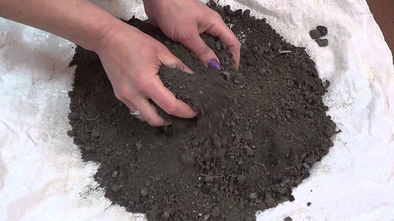 Step-by-step instructions for growing pepper seedlings at home for novice vegetable growers