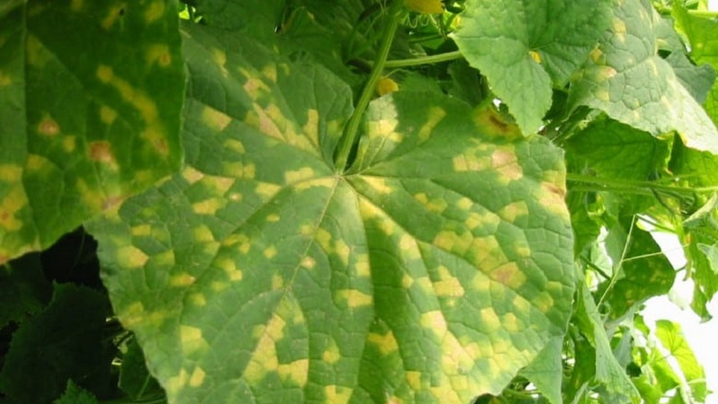 Prevention of occurrence and effective methods of treatment of peronosporosis in cucumbers