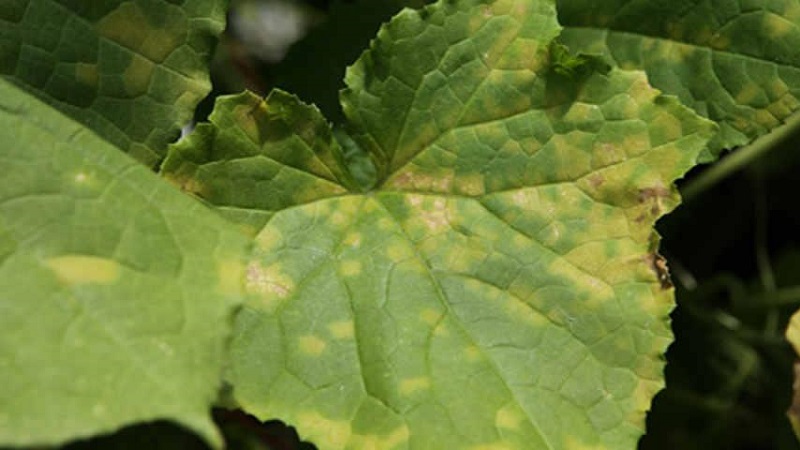 Prevention of occurrence and effective methods of treatment of peronosporosis in cucumbers