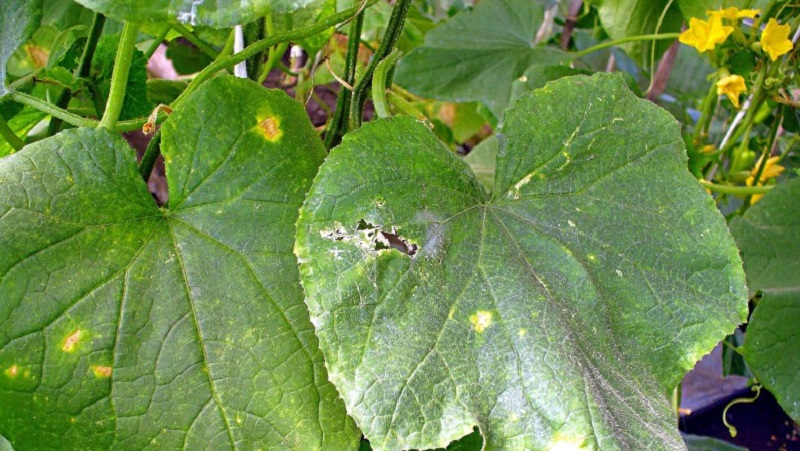 Prevention of occurrence and effective methods of treatment of peronosporosis in cucumbers