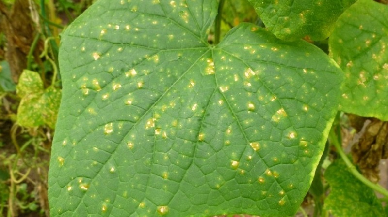 Prevention of occurrence and effective methods of treatment of peronosporosis in cucumbers