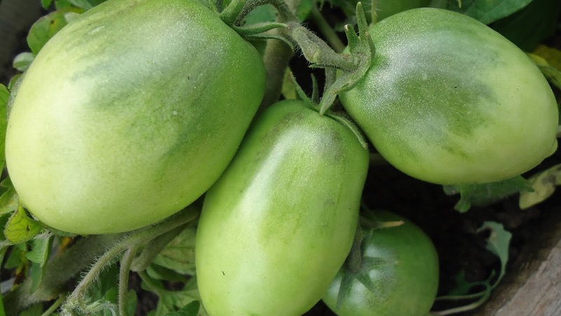An early ripe variety, ideal for a cool climate - Buyan tomato and instructions for growing it