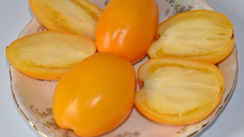 An early ripe variety, ideal for a cool climate - Buyan tomato and instructions for its cultivation