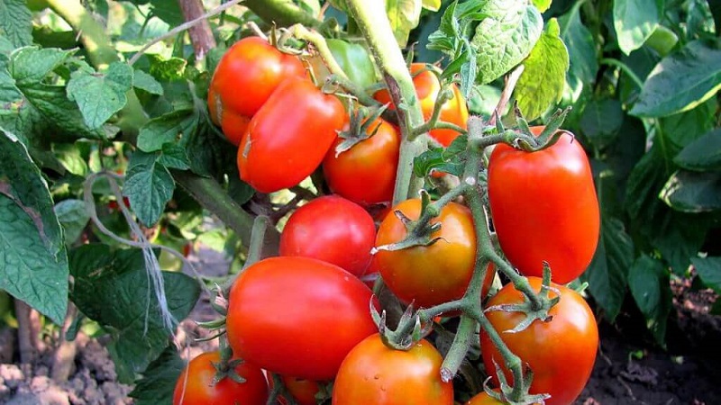 An early ripe variety, ideal for a cool climate - Buyan tomato and instructions for its cultivation