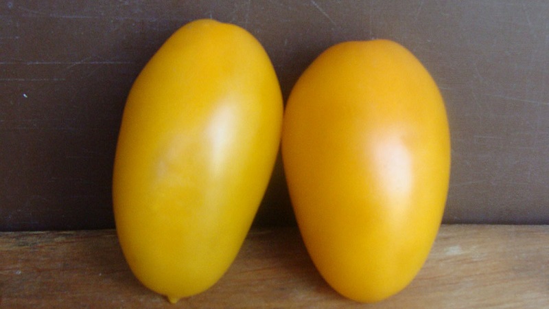 An early ripe variety, ideal for a cool climate - Buyan tomato and instructions for growing it