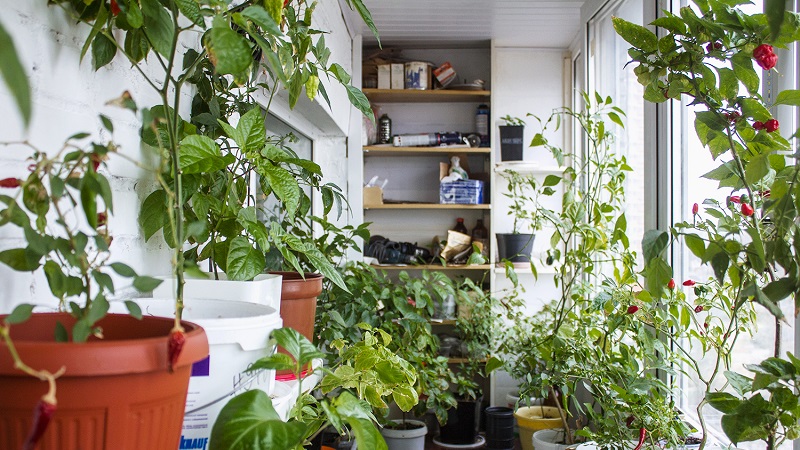 Balcony Pepper Growing Guide: Step by Step: Getting a Good Harvest Without Leaving Your Home