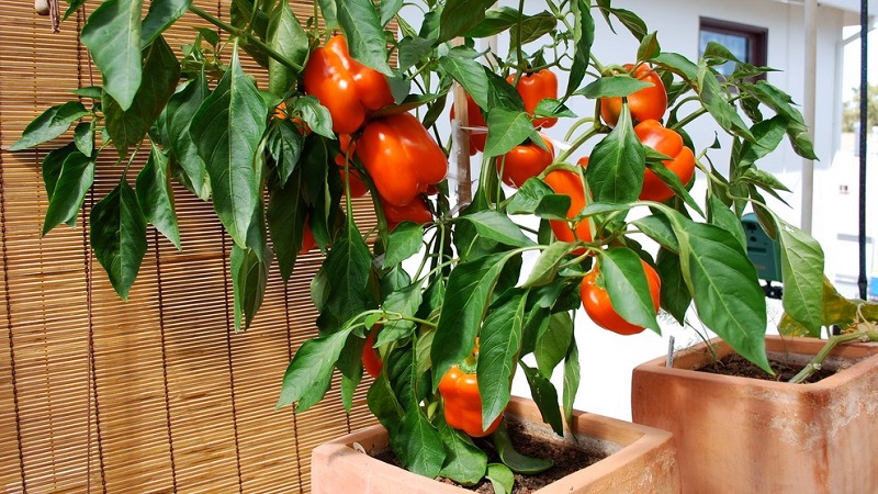 Balcony Pepper Growing Guide: Step by Step: Getting a Good Harvest Without Leaving Your Home