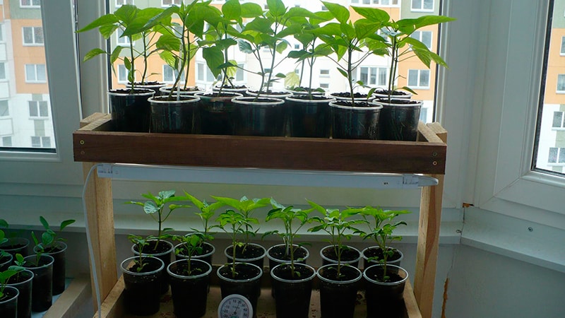 Balcony Pepper Growing Guide: Step by Step: Getting a Good Harvest Without Leaving Your Home