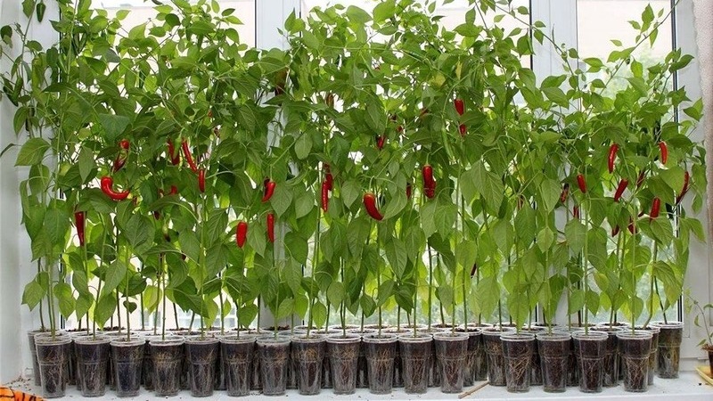 Balcony Pepper Growing Guide: Step by Step: Getting a Good Harvest Without Leaving Your Home