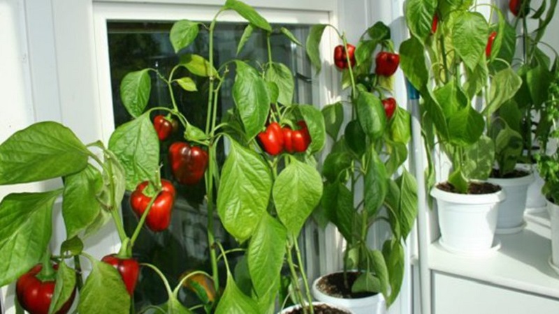 Balcony Pepper Growing Guide: Step by Step: Getting a Good Harvest Without Leaving Your Home