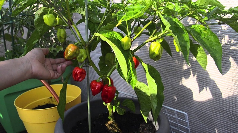 Balcony Pepper Growing Guide: Step by Step: Getting a Good Harvest Without Leaving Your Home