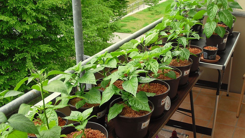 Balcony Pepper Growing Guide: Step by Step: Getting a Good Harvest Without Leaving Your Home