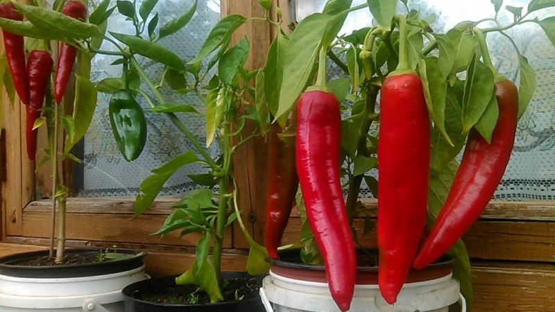 Balcony Pepper Growing Guide: Step by Step: Getting a Good Harvest Without Leaving Your Home