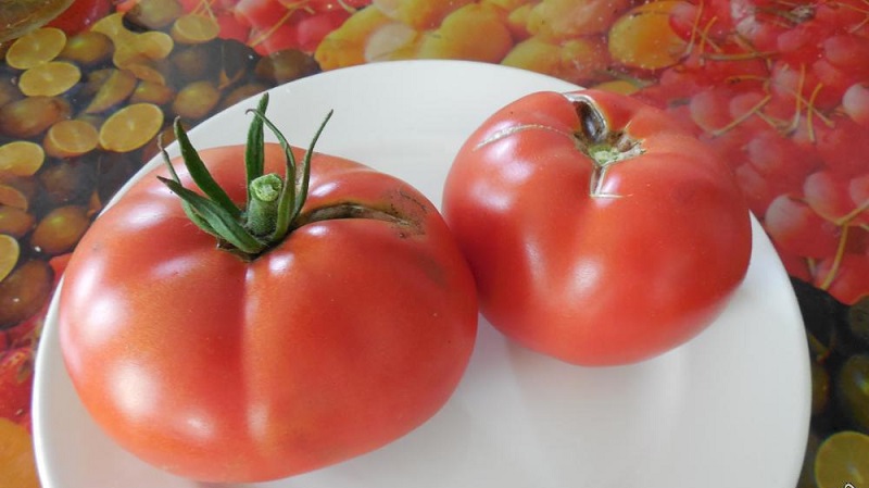 A guide to growing a Russian bogatyr tomato in an open field or greenhouse for beginner gardeners