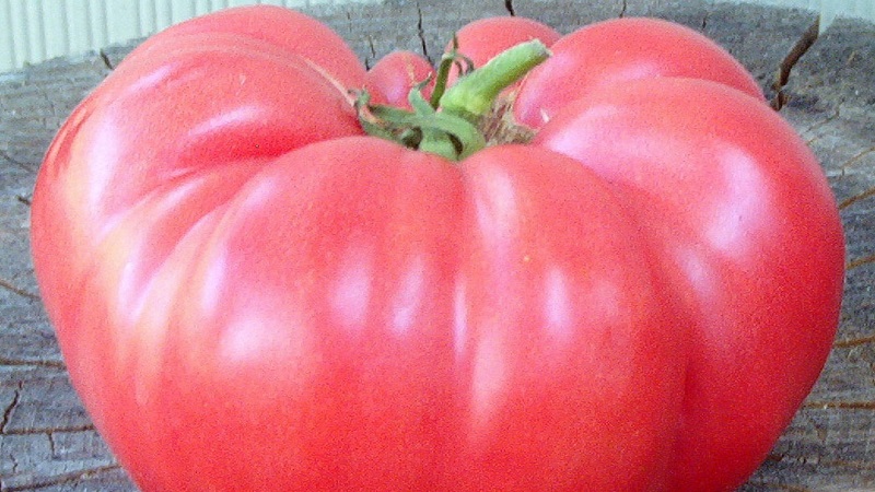 A guide to growing a Russian bogatyr tomato in an open field or greenhouse for beginner gardeners