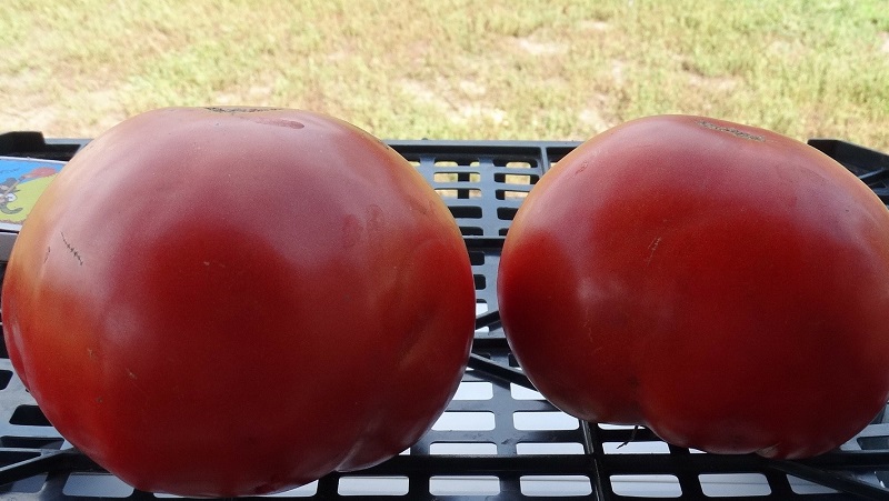 A guide to growing a Russian bogatyr tomato in an open field or greenhouse for beginner gardeners