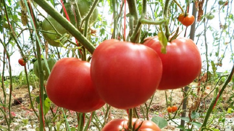 A guide to growing a Russian bogatyr tomato in an open field or greenhouse for beginner gardeners