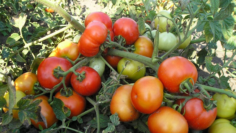 A guide to growing a Russian bogatyr tomato in an open field or greenhouse for beginner gardeners