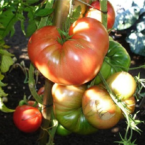 A guide to growing a Russian bogatyr tomato in an open field or greenhouse for beginner gardeners