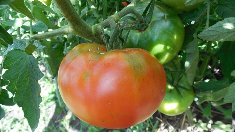 A guide to growing a Russian bogatyr tomato in an open field or greenhouse for beginner gardeners