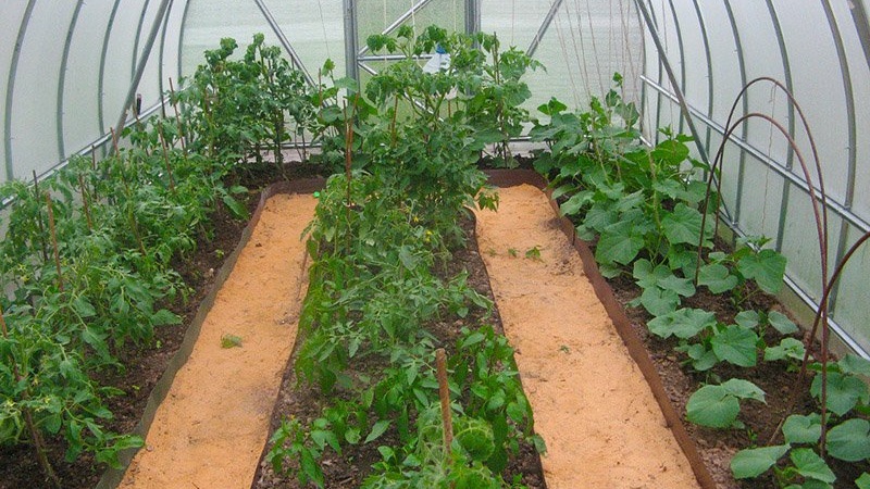 What is the best way to plant peppers in a greenhouse: the rules of a successful neighborhood for a good harvest
