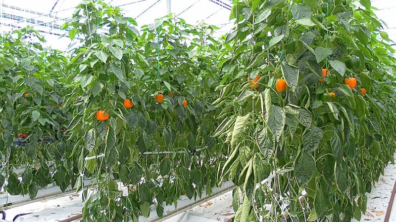 What is the best way to plant peppers in a greenhouse: the rules of a successful neighborhood for a good harvest