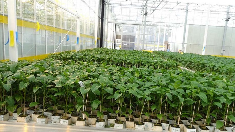 What is the best way to plant peppers in a greenhouse: the rules of a successful neighborhood for a good harvest