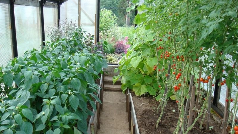 What is the best way to plant peppers in a greenhouse: the rules of a successful neighborhood for a good harvest
