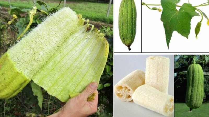 The most unusual type of Luffa pumpkin: what it is and how to make the most useful natural loofah out of it