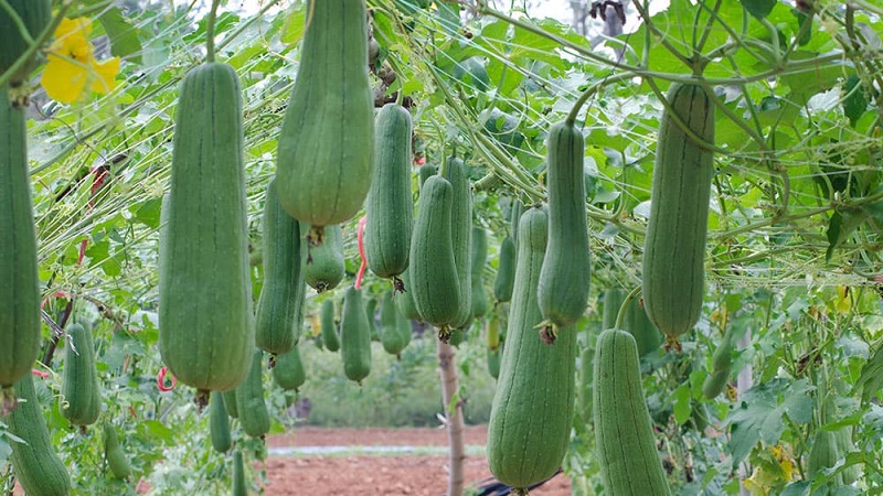 The most unusual type of Luffa pumpkin: what it is and how to make the most useful natural loofah out of it