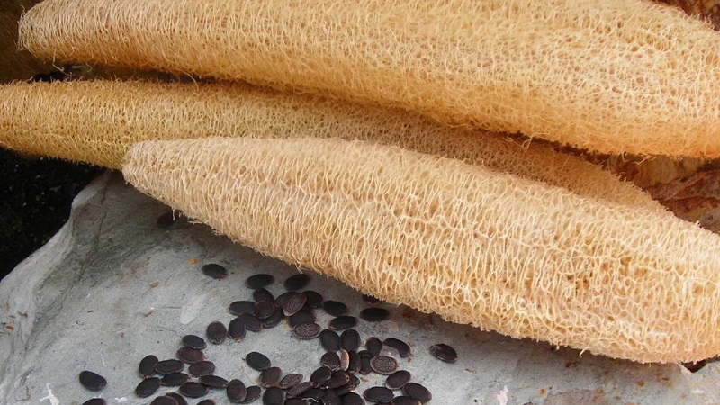 The most unusual type of Luffa pumpkin: what it is and how to make the most useful natural loofah out of it