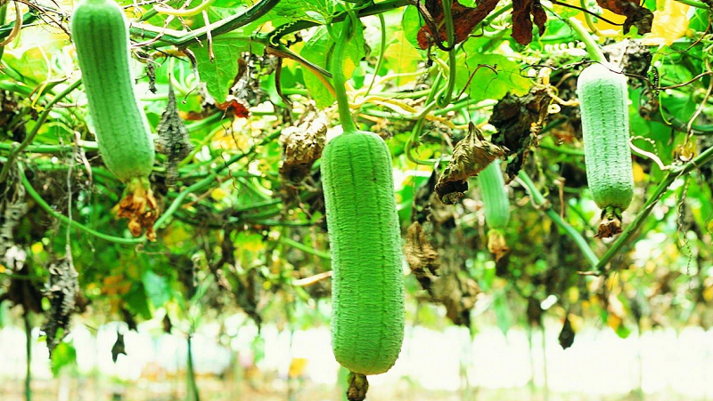 The most unusual type of Luffa pumpkin: what it is and how to make the most useful natural loofah out of it